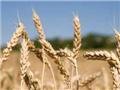 Дело: Кабмин обяжет зернотрейдеров заключать контракты на государственной бирже