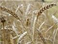 В трех районах Свердловской области от засухи погибли зерновые