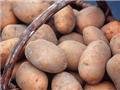 В Кабмине спокаивают: проблем с картофелем в Украине не будет