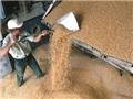 Государство не возмещает НДС экспортерам зерна и масла