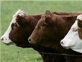 Ъ: Украина отменила ужесточение контроля за импортом мяса