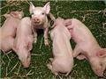 Голландцы помогают «Хорошему вкусу» улучшать свинину