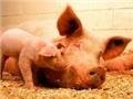 Европейцы улучшат качество мяса с помощью человеческого отношения к свиньям