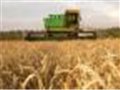 Эксперт: сельское хозяйство поможет экономике Украины