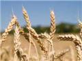 Украина намерена создать госкомпанию для экспорта зерна
