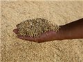 Аргентина прекратит экспорт пшеницы из-за засухи