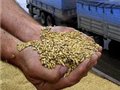 Экспорт нового урожая в Украине стартовал